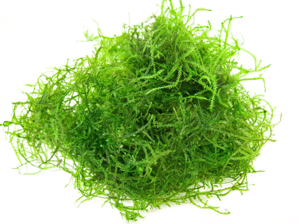 thumbnail image 2 of Java Moss (Vesicularia Dubyana) – Easy Live Aquarium Plant, Shrimp Safe, Freshwater 2 of 4