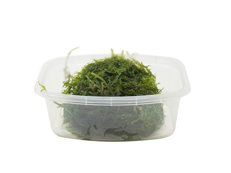 aquatic arts portion of java moss