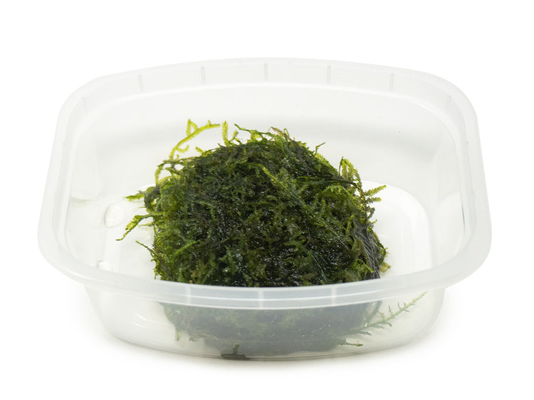 java moss for sale in a plastic container