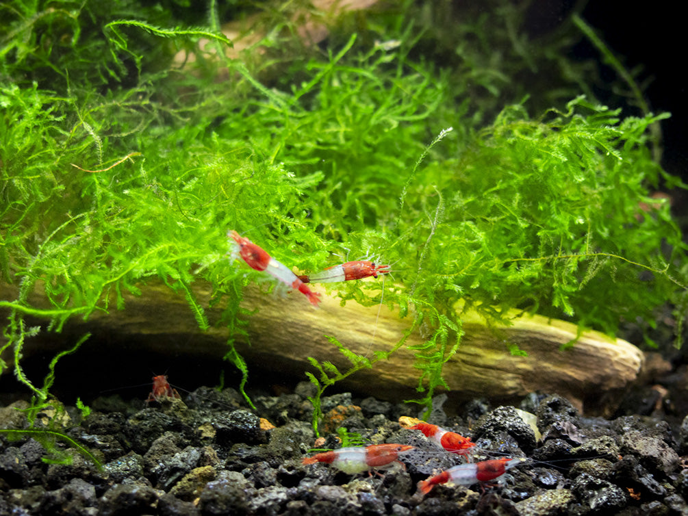 aquatic arts java moss