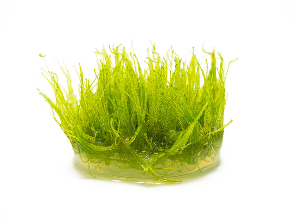 Taxiphyllum barbieri Java Moss Tissue Culture Aquarium Plants Factory®