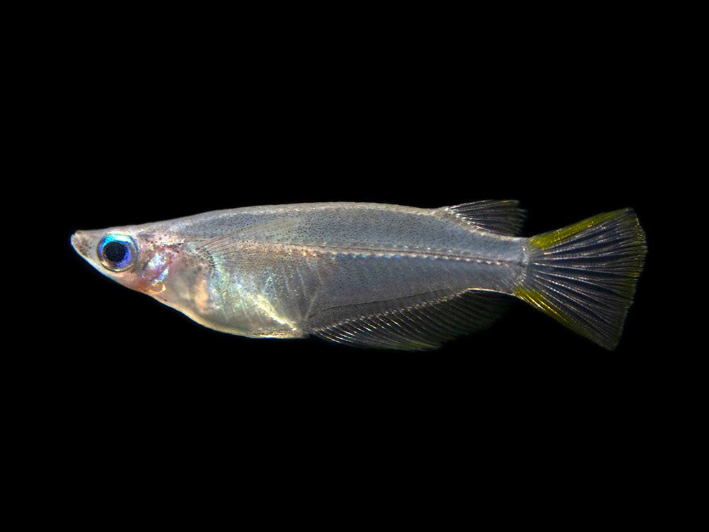 Javanese Ricefish (Oryzias javanicus), TANK-RAISED! - Aquatic Arts