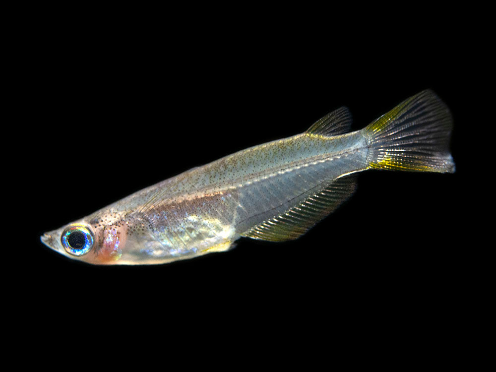 Javanese Ricefish (Oryzias javanicus) - Tank-Bred!!!