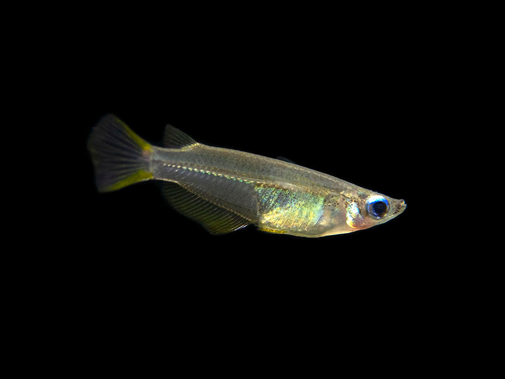 Javanese Ricefish (Oryzias javanicus) - Tank-Bred!!!