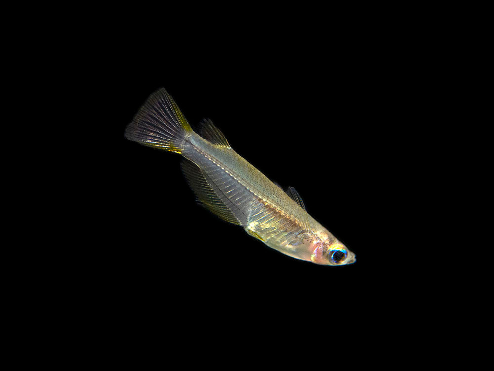 Javanese Ricefish (Oryzias javanicus) - Tank-Bred!!!