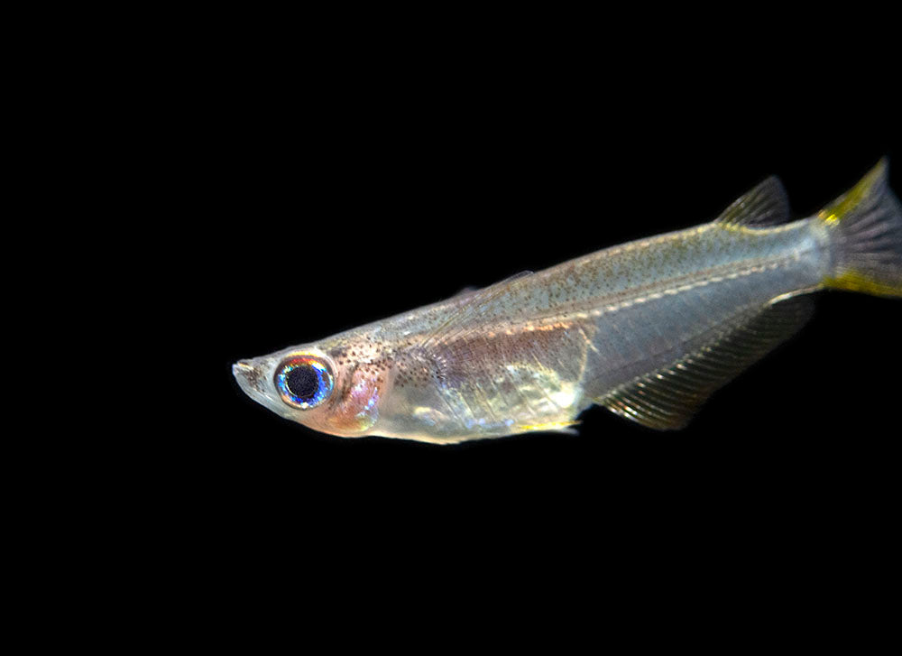 Javanese Ricefish (Oryzias javanicus) - Tank-Bred!!!