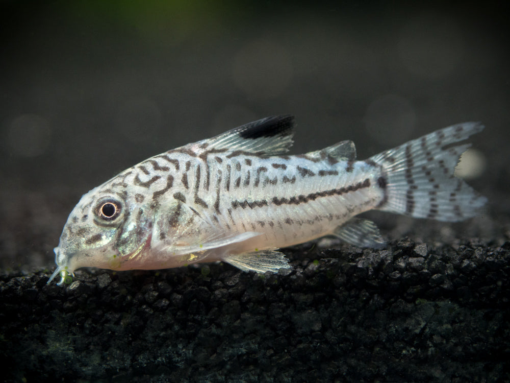 True Juli's Cory Catfish (Corydoras julii), Tank-Bred