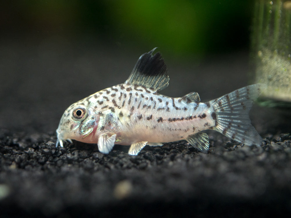 Julii cory shop catfish care