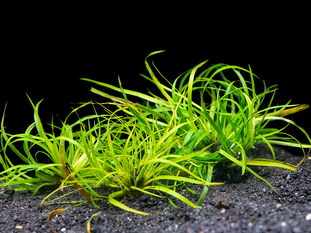 Lesser Creeping Rush (Juncus repens), clump