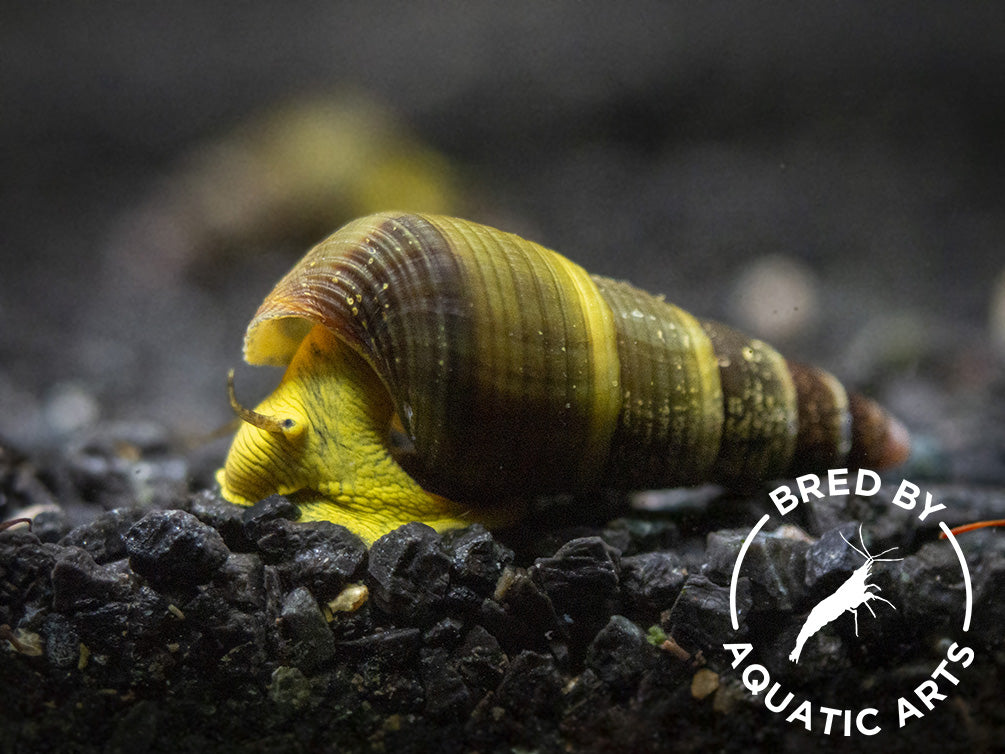 Gold/Yellow Giant Sulawesi Rabbit Snail (Tylomelania sarasinorum), BREDBY: AQUATIC ARTS