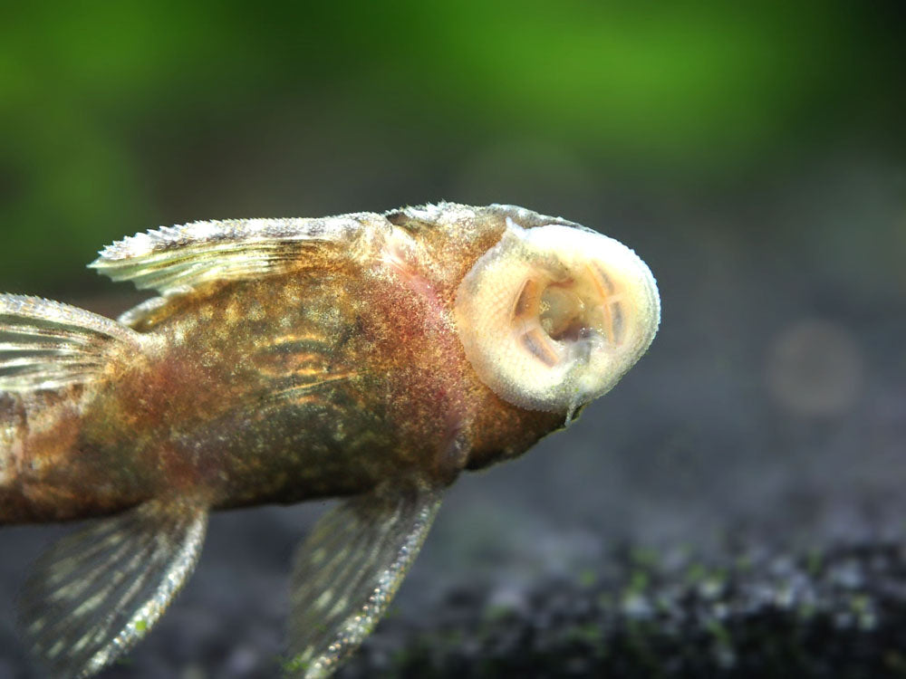 Bristlenose Pleco (Ancistrus cf. cirrhosus) - Tank-Bred!