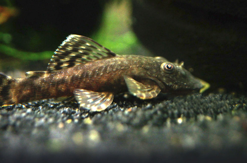 Bristlenose Pleco (Ancistrus cf. cirrhosus) - Tank-Bred!
