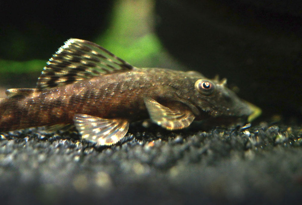 Bristlenose Pleco (Ancistrus cf. cirrhosus) - Tank-Bred!