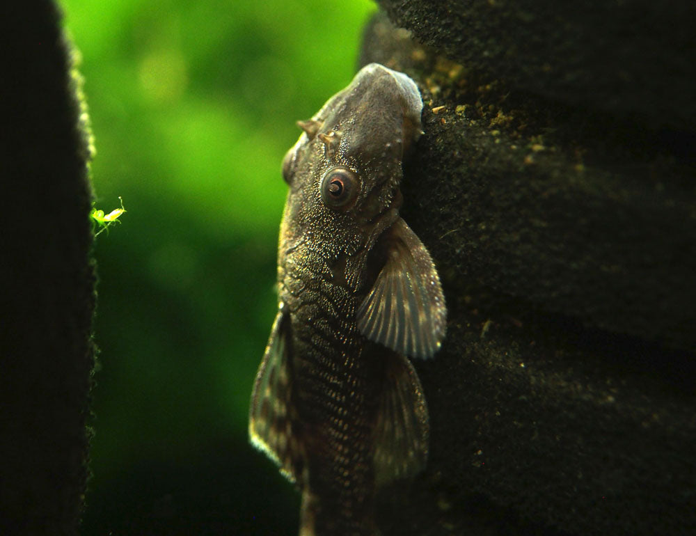 Bristlenose Pleco (Ancistrus cf. cirrhosus) - Tank-Bred!