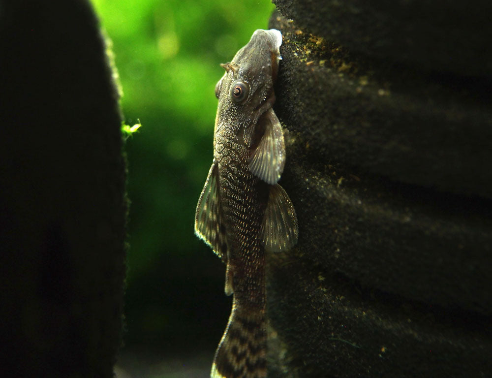 Bristlenose Pleco (Ancistrus cf. cirrhosus) - Tank-Bred!