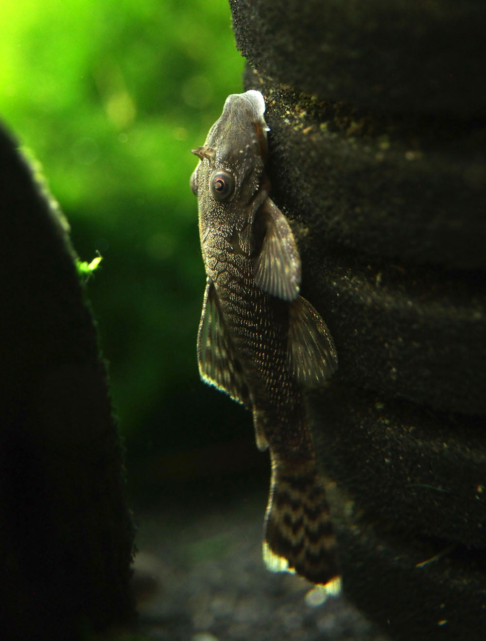 Bristlenose Pleco (Ancistrus cf. cirrhosus) - Tank-Bred!