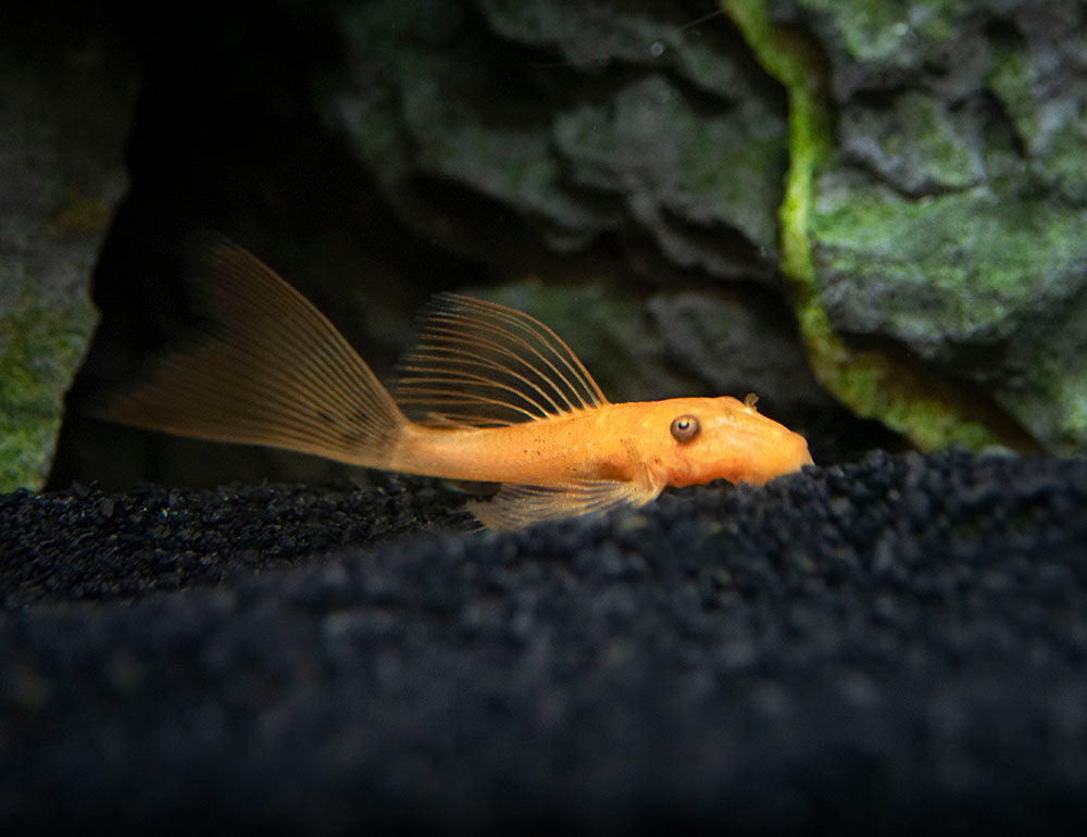 Longfin Super Red Bristlenose Pleco (Ancistrus sp. "Super Red"), Tank-Bred