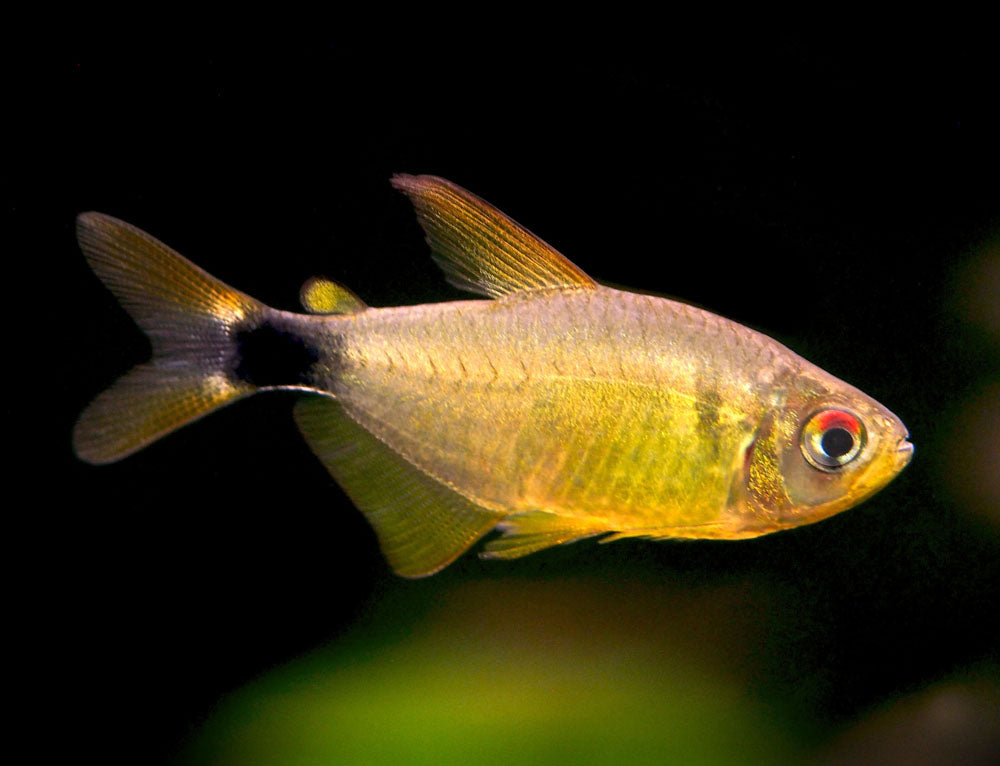 Kitty Tetra (Hyphessobrycon heliacus), Tank-Bred!