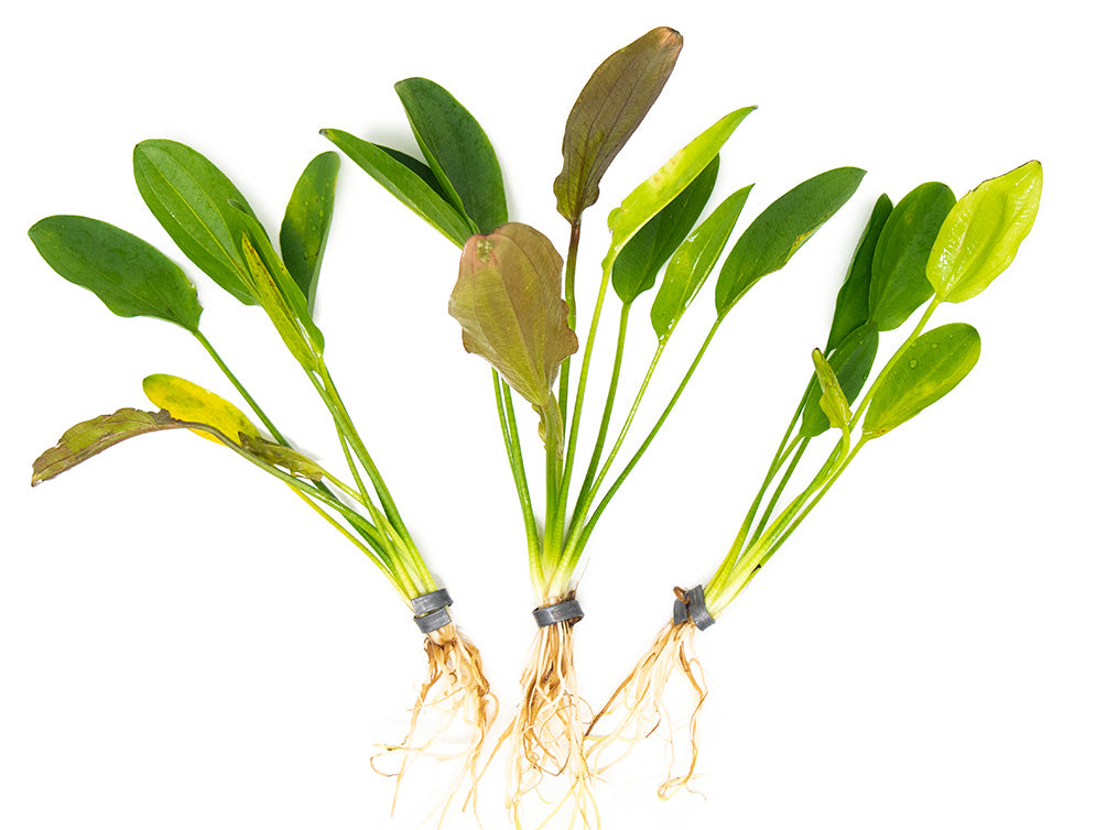 Kleiner Prinz Sword (Echinodorus sp. hybrid)