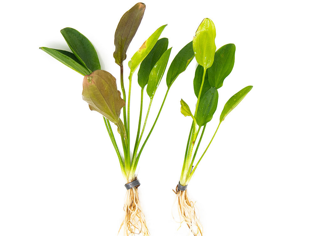 Kleiner Prinz Sword (Echinodorus sp. hybrid)