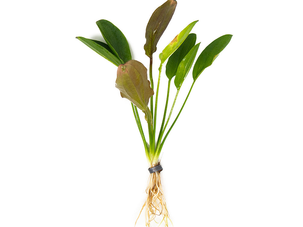 Kleiner Prinz Sword (Echinodorus sp. hybrid)