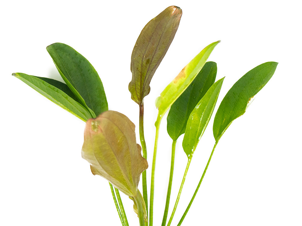 Kleiner Prinz Sword (Echinodorus sp. hybrid)