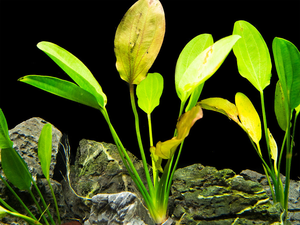 Kleiner Prinz Sword (Echinodorus sp. hybrid)
