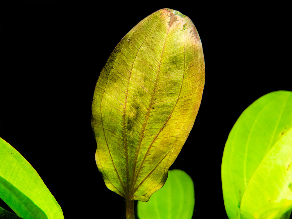 Kleiner Prinz Sword (Echinodorus sp. hybrid)