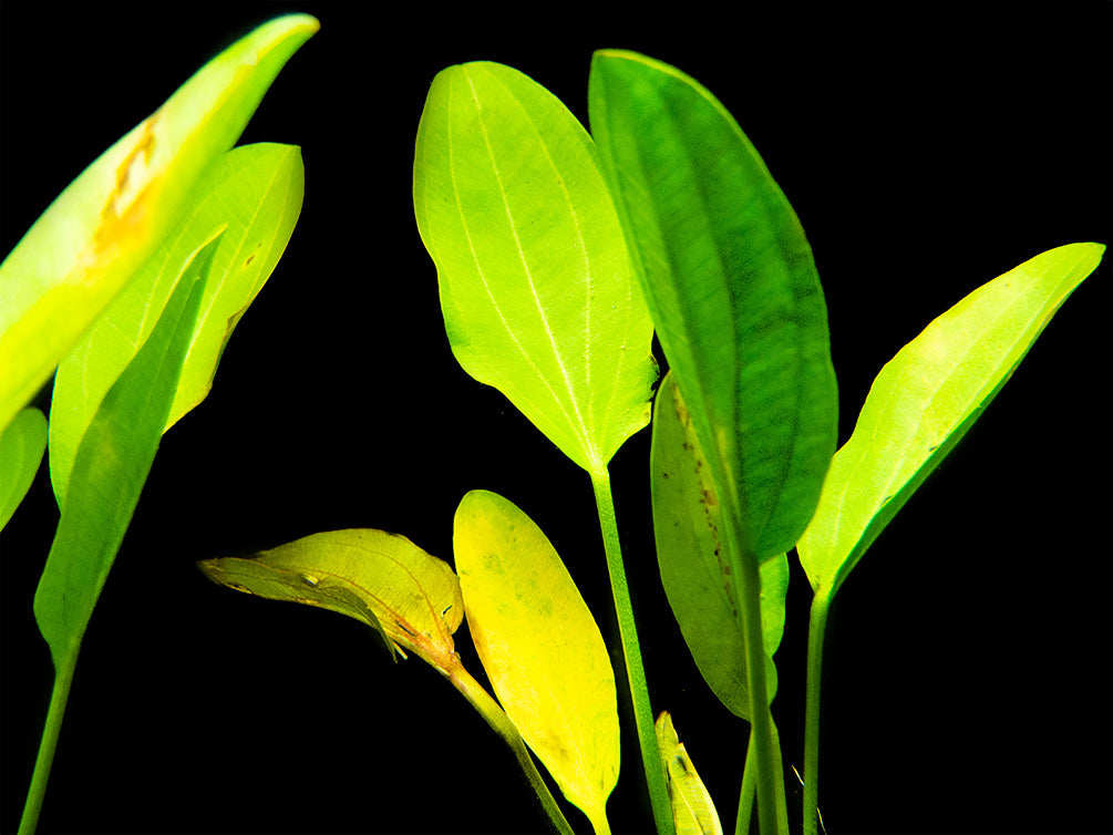 Kleiner Prinz Sword (Echinodorus sp. hybrid)