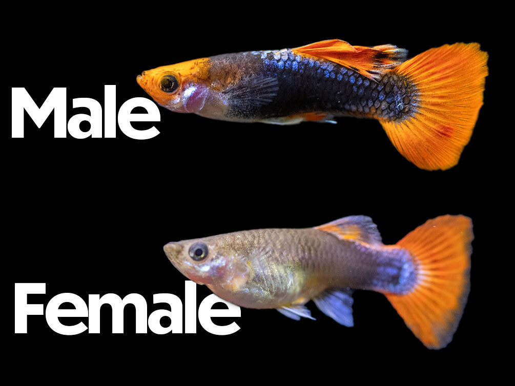 Koi Tuxedo Guppy (Poecilia reticulata), Tank-Bred!