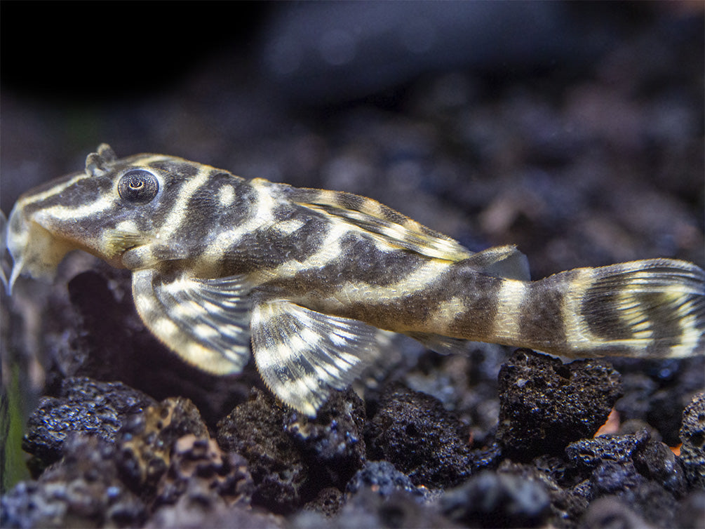 L129 Colombian Zebra Pleco (Hypancistrus debilittera)