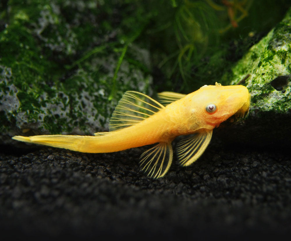 L144a Blue Eye Lemon Bristlenose Pleco (Ancistrus sp.) - Tank-bred!