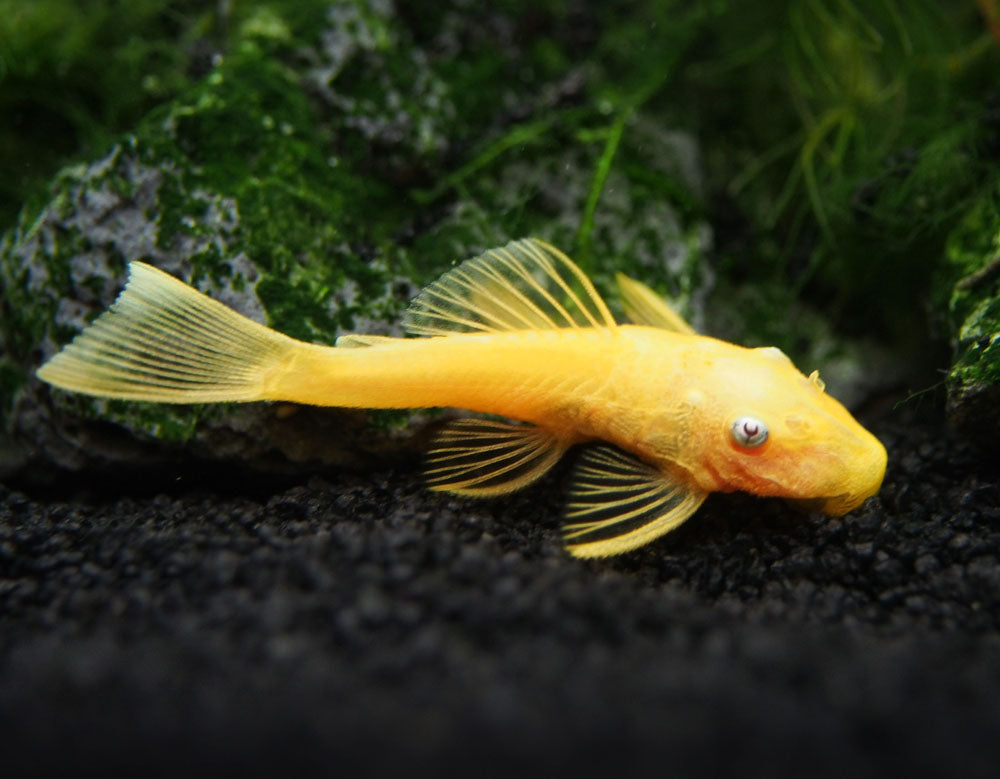 L144a Blue Eye Lemon Bristlenose Pleco (Ancistrus sp.) - Tank-bred!