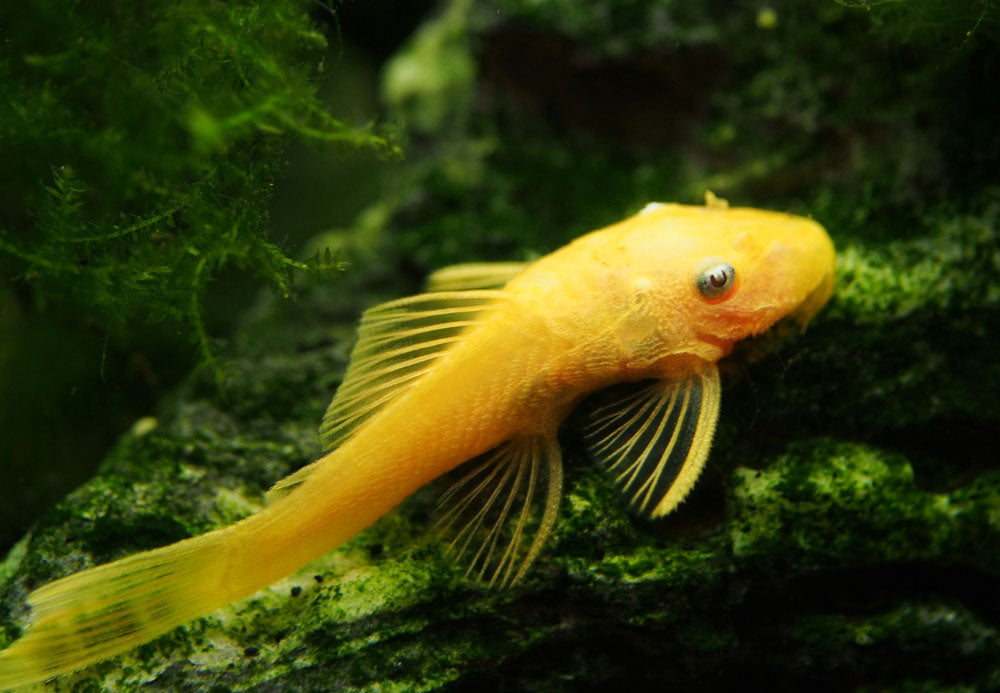 L144a Blue Eye Lemon Bristlenose Pleco (Ancistrus sp.) - Tank-bred!