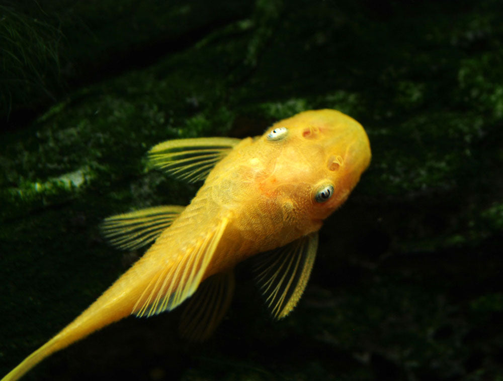 L144a Blue Eye Lemon Bristlenose Pleco (Ancistrus sp.) - Tank-bred!