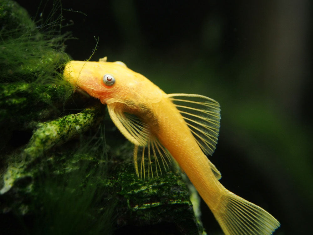 L144a Blue Eye Lemon Bristlenose Pleco (Ancistrus sp.) - Tank-bred!