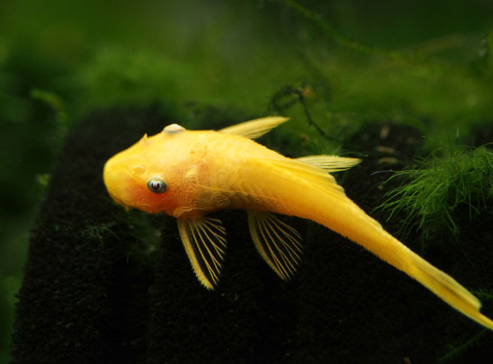 L144a Blue Eye Lemon Bristlenose Pleco (Ancistrus sp.) - Tank-bred!