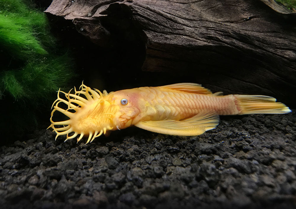 L144a Blue Eye Lemon Bristlenose Pleco (Ancistrus sp.) - Tank-bred!