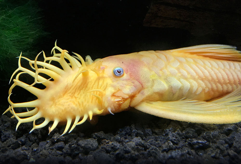 L144 pleco care store
