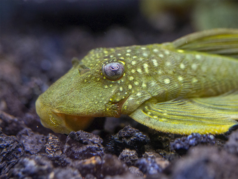 L200 Green Phantom Pleco (Hemiancistrus Subviridis)