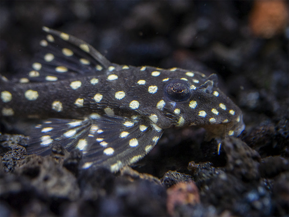 L201 Snowball AKA Orinoco Angel Pleco (Hypancistrus sp.)