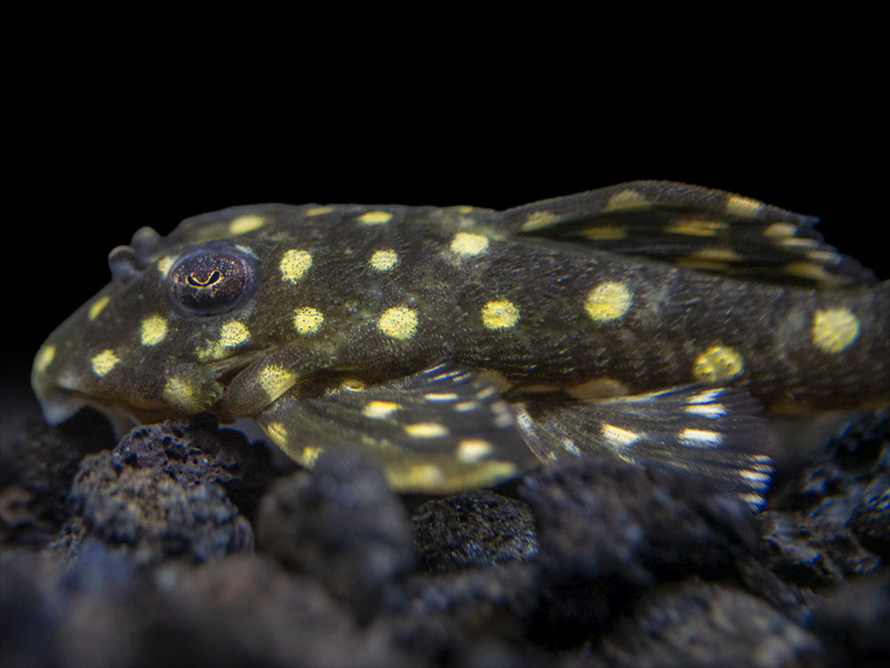 L201 Snowball AKA Orinoco Angel Pleco (Hypancistrus sp.)