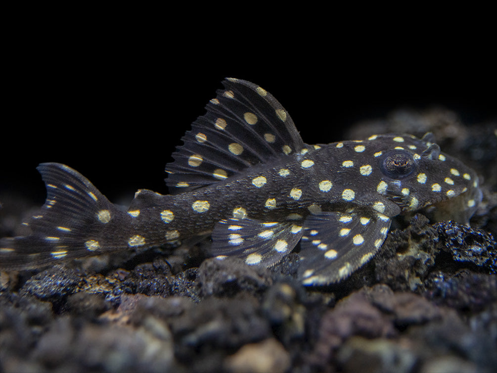 L201 Snowball AKA Orinoco Angel Pleco (Hypancistrus sp.)