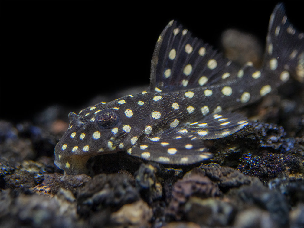 L201 Snowball AKA Orinoco Angel Pleco (Hypancistrus sp.)