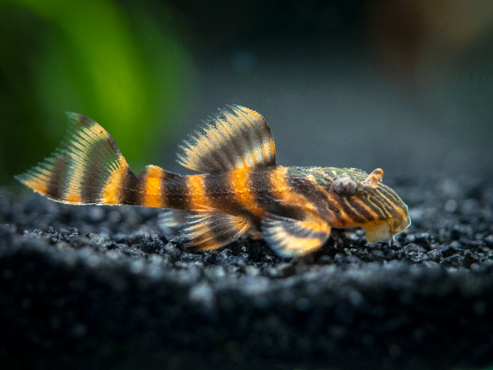 L397 Alenquer Tiger Pleco (Panaqolus sp.), Tank-Bred