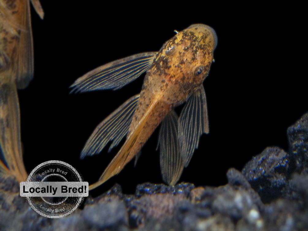 pleco live fish for freshwater fish tank