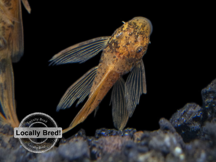 pleco live fish for freshwater fish tank