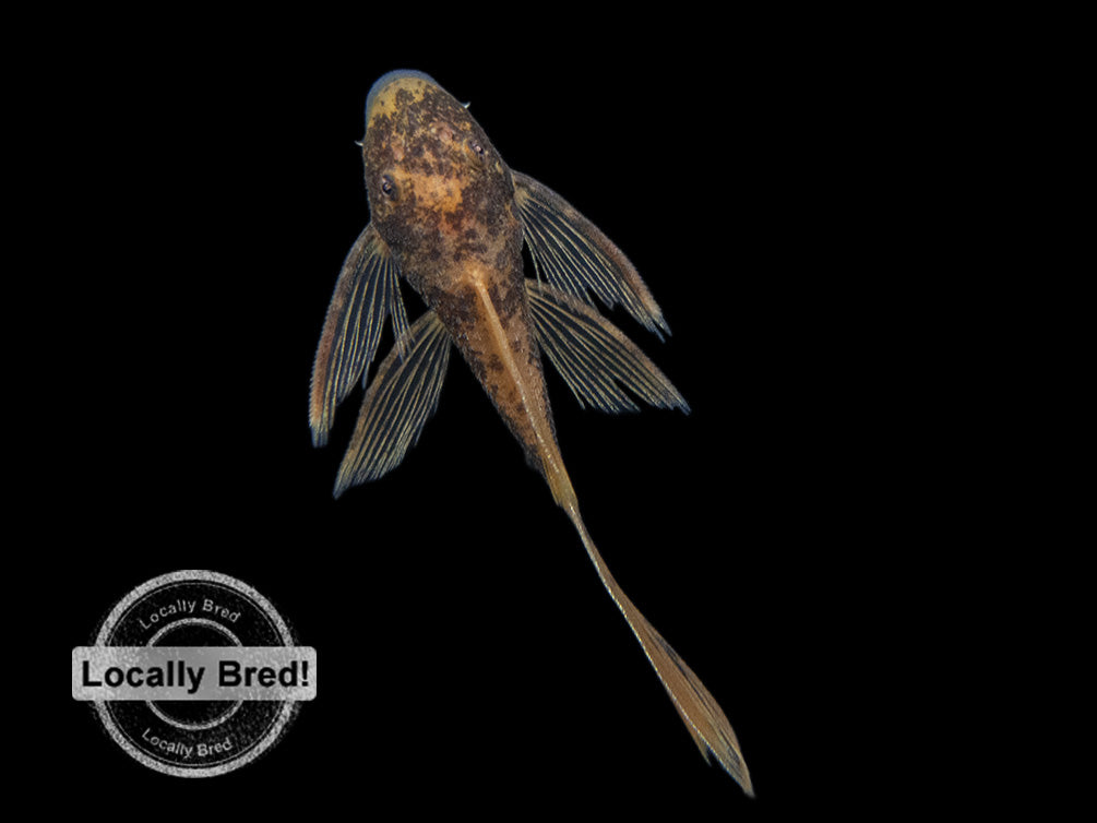 unique freshwater fish for sale