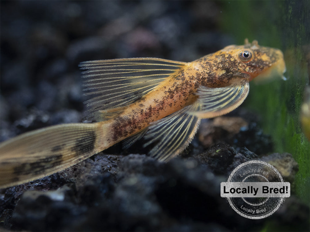 long fin super red calico bristlenose pleco for sale