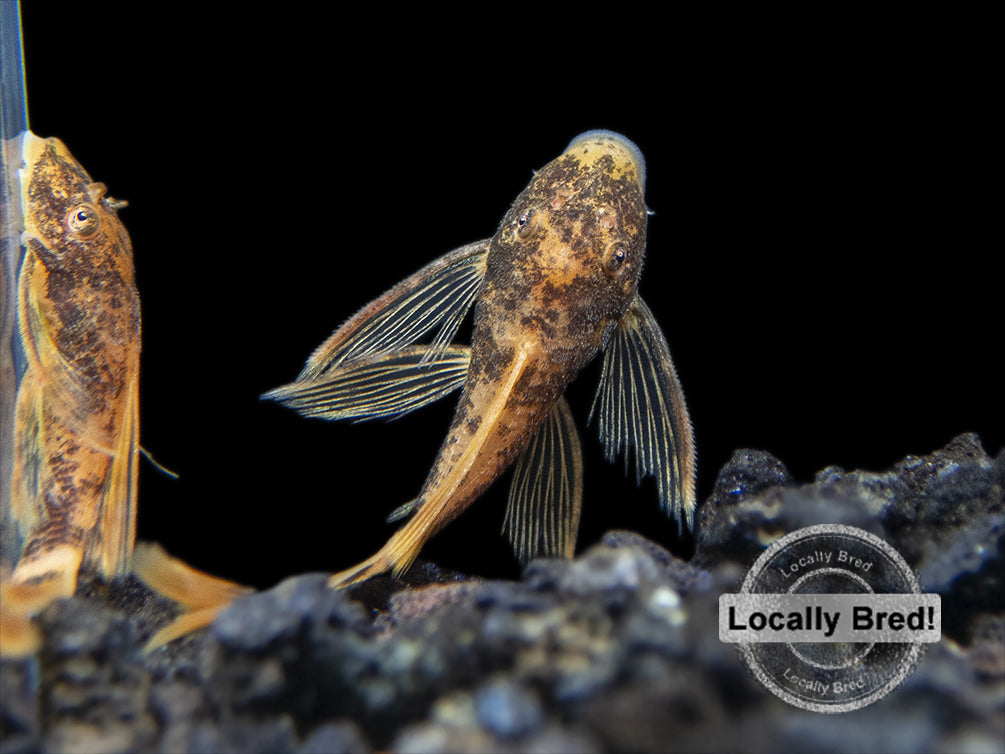 locally bred bristlenose pleco